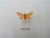 藏品(褐赭污燈蛾)的圖片